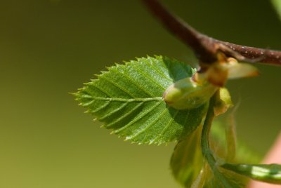 Ostrya carpinifolia - habrovec habrolistý - list jaro